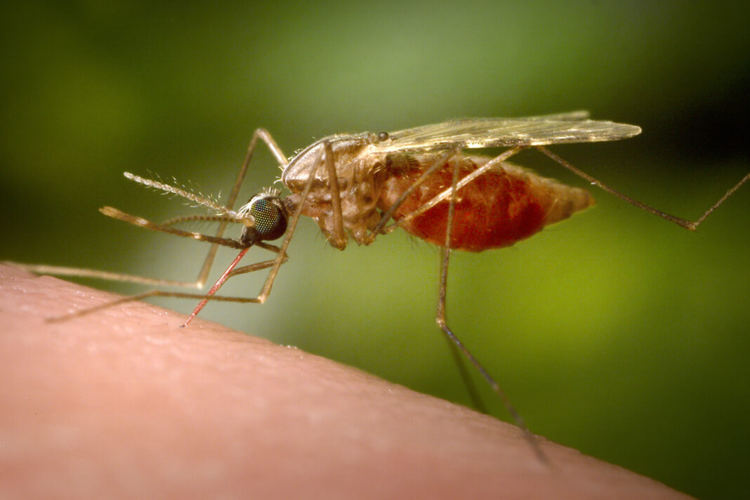 China fights mosquito-borne chikungunya virus with drones, fines and nets