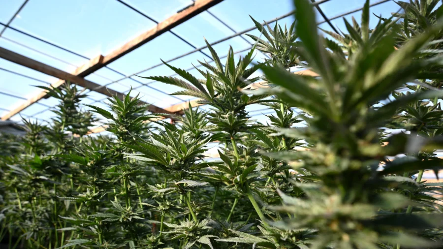 Oklahoma Struggles With Illegal Marijuana Farms: State Rep. Jim Shaw