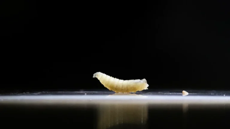 FDA Authorizes Ivermectin, Doramectin to Protect US Livestock From Screwworm