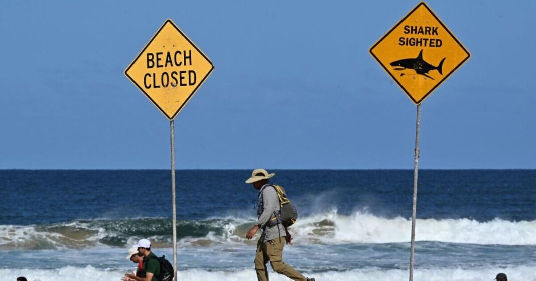 Chaos in Sydney as beaches closed after shark kills surfer | World | News