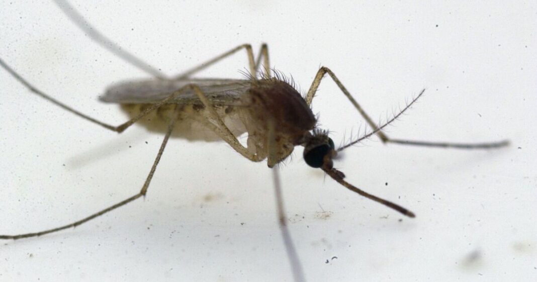 Fears erupt as people told ‘take precautionary steps’ after deadly virus found in Spain | World | News