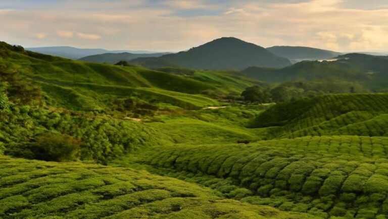 Top Rural Destinations in Asia for 2025 Revealed: Cameron Highlands, Khao Yai, and More Offer Tranquil Escapes into Nature
