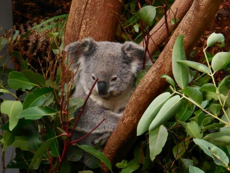 How The Koala Festival Is Boosting Tourism And Supporting Wildlife Conservation In Narrandera
