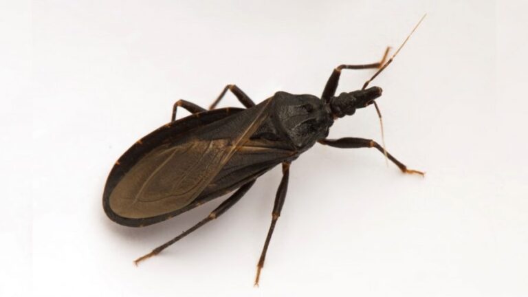 CDC Declares Chagas Disease Endemic in the US