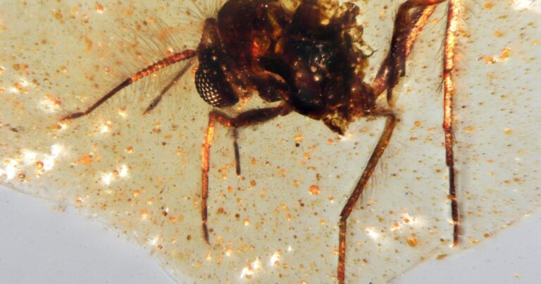 Prehistoric insects trapped in amber give glimpse into ancient life on Earth: “Little windows into the past”
