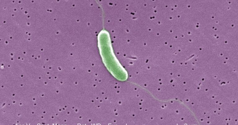 Flesh-eating bacteria kills 5th person this year in Louisiana