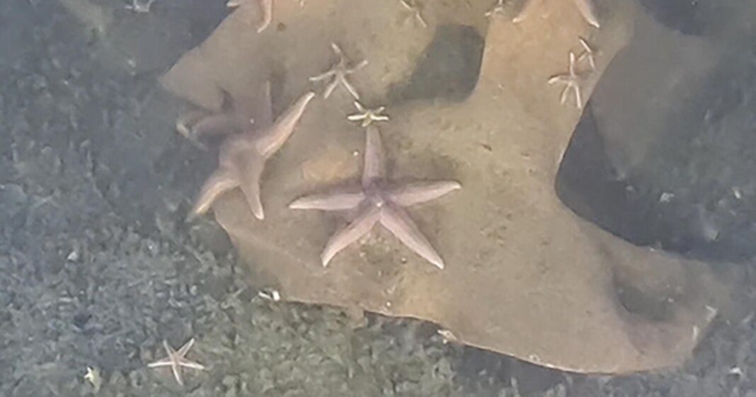 Submersible discovers unexploded Nazi bombs teeming with marine life off Germany: “Rare but remarkable”