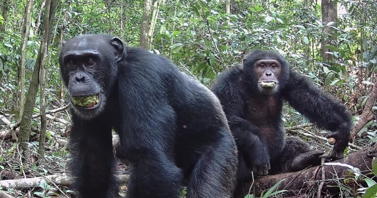 Wild chimpanzees consume the equivalent of 2 cocktails a day in the form of boozy fruit, research finds