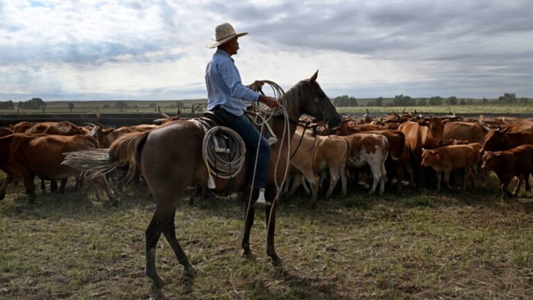 Ranchers don’t understand tariffs amid Argentine beef row