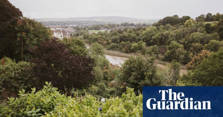 Bristol’s backyard vineyards: foot-stomping grapes in the garden | Gardens