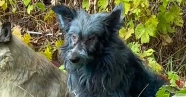 Mystery as ‘blue dogs’ spotted roaming as experts are baffled – ‘weren’t blue last week’ | World | News