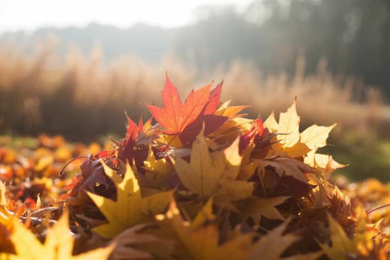 Garden City POA Celebrates Fall With Third Annual Family Festival: A Must-Visit Event for Travelers