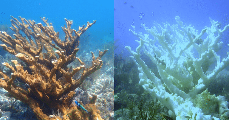 Marine heat wave caused key part of Florida’s coral reef to become “functionally extinct,” report says