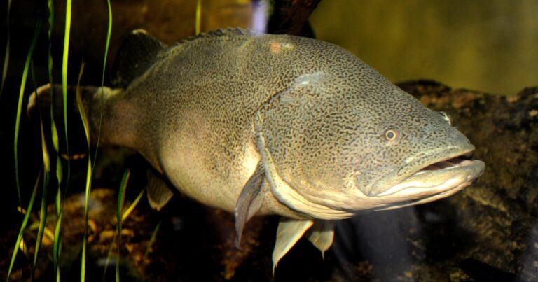 A freshwater fish named Arnie just swam a record 530 miles, mostly upstream, Australian scientists say