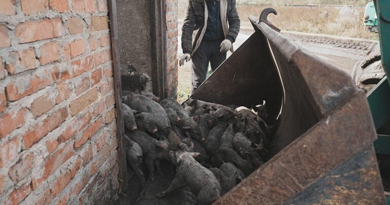 Russian drone attack kills 13,000 pigs in Ukraine, officials say