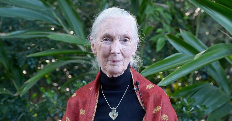 Jane Goodall on conservation, climate change and COVID-19: “If we carry on with business as usual, we’re going to destroy ourselves”