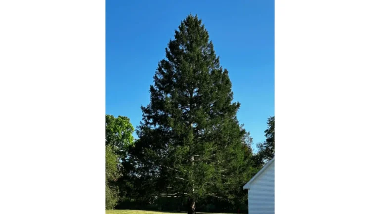 A Majestic Norway Spruce From Upstate New York Chosen as Rockefeller Center Christmas Tree