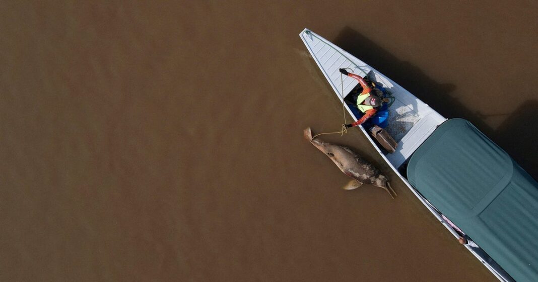 Hundreds of dolphins found dead in Amazon lake were in water hotter than a jacuzzi, study finds