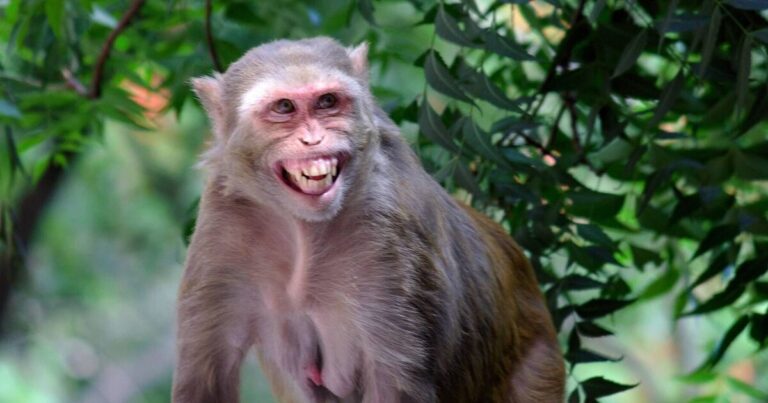 Politician dies trying to ‘scare off’ monkey swarm at home | World | News