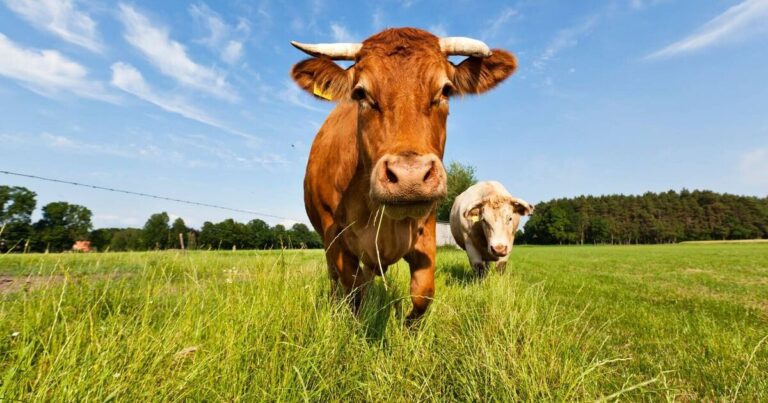 Man crushed to death as cow falls through roof and lands on him | World | News