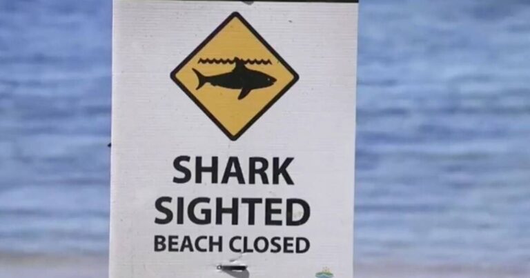 Woman mauled to death in shark attack near Sydney | World | News