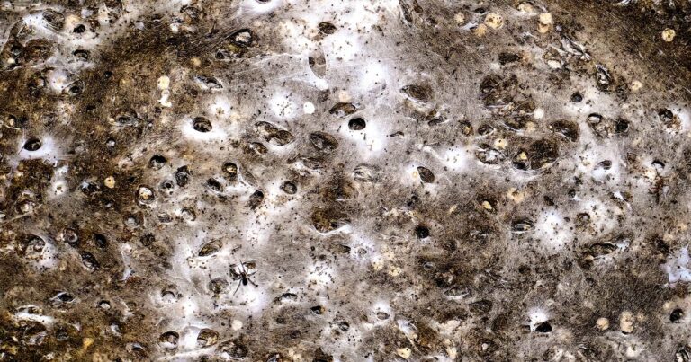 World’s largest-known spider’s web reveals different species “having a party” instead of preying on each other