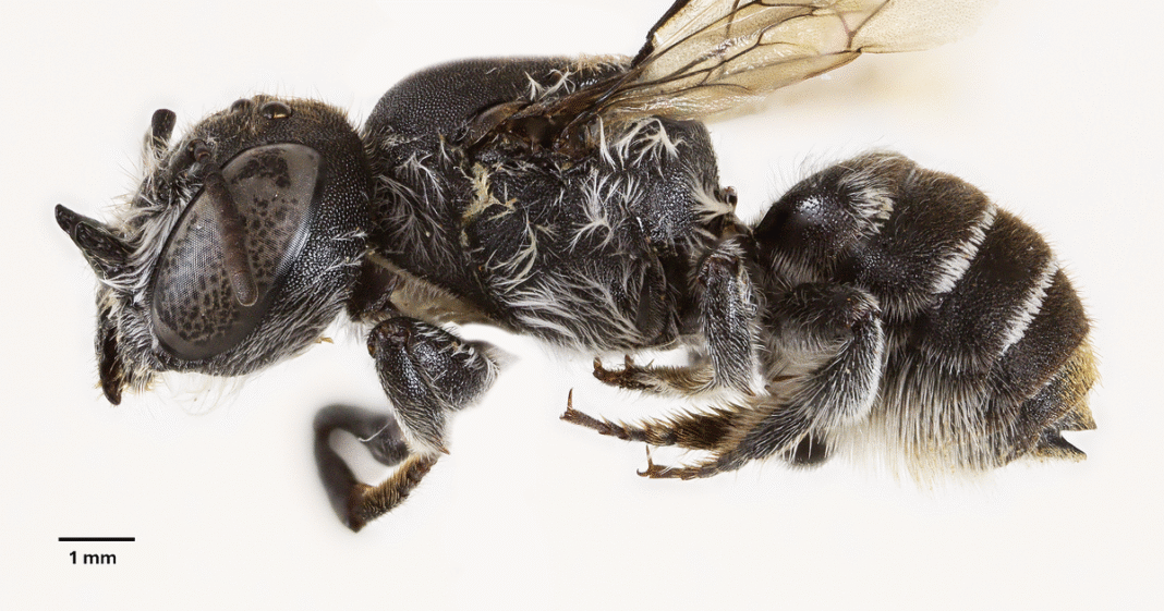 Scientists discover new “lucifer” bee with devil-like horns lurking in critically endangered wildflower in Australia