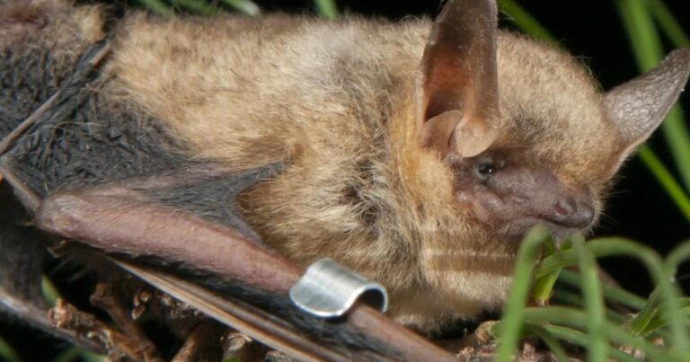 “White nose syndrome” killing millions of bats in North America