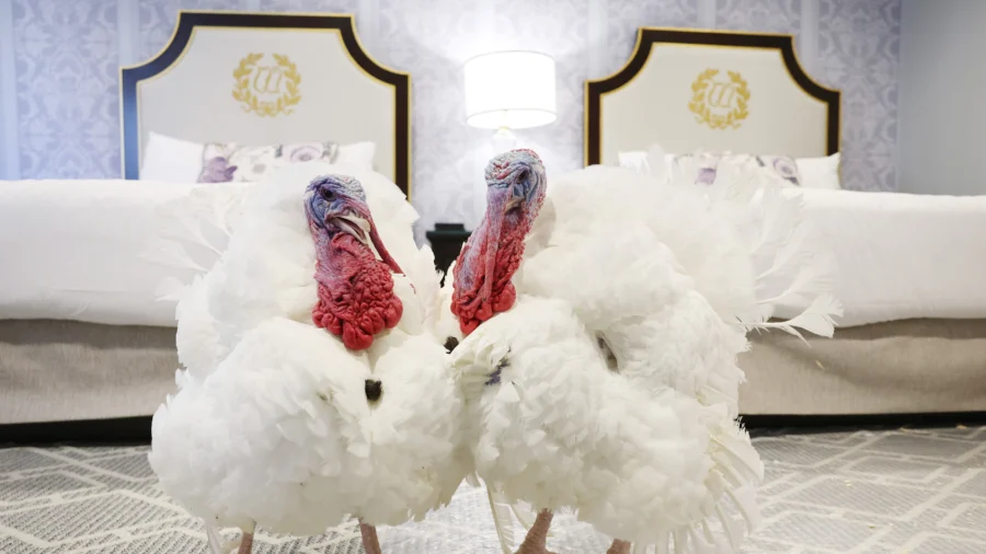 Trump Set to Pardon This Year’s Thanksgiving Turkeys