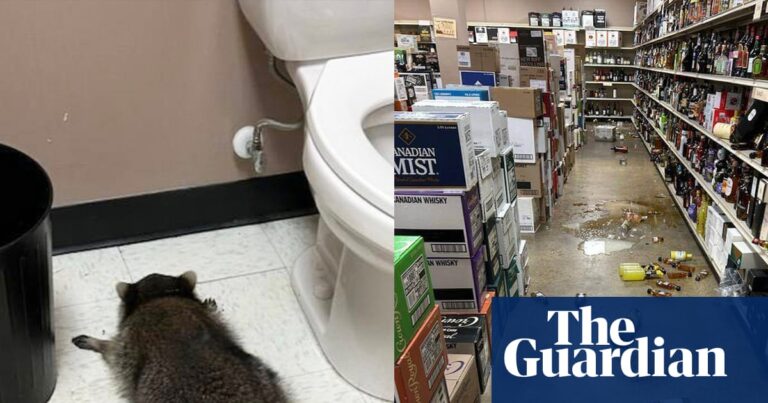 ‘He’s living his best life’: drunk raccoon hit DMV for snacks before liquor store | Virginia