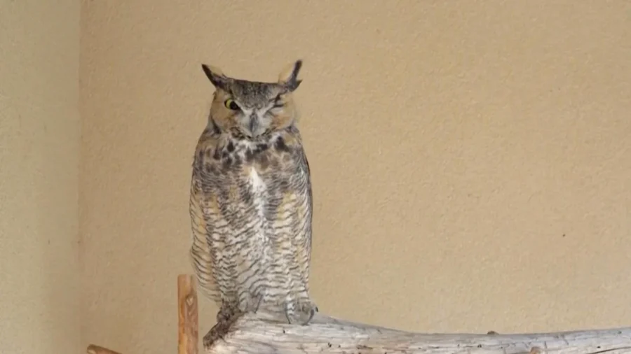 Animal Sanctuary Saves Owl Covered in Concrete