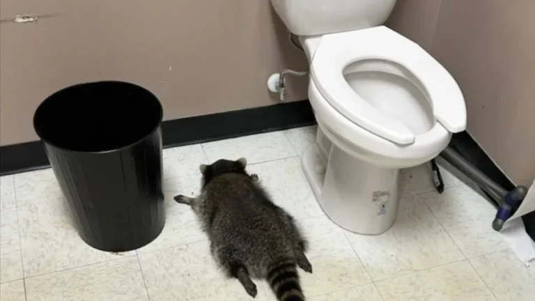 Raccoon Goes on Drunken Rampage in Virginia Liquor Store and Passes Out on Bathroom Floor