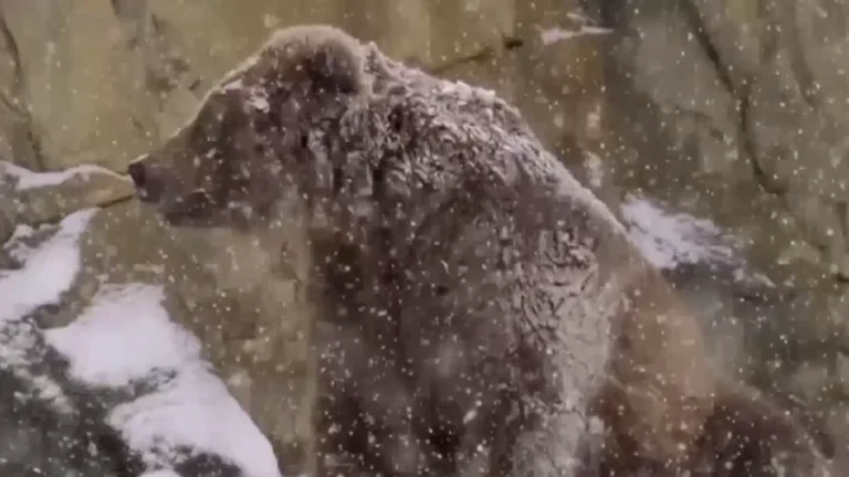 Chicago Zoo Animals Play in Winter Wonderland