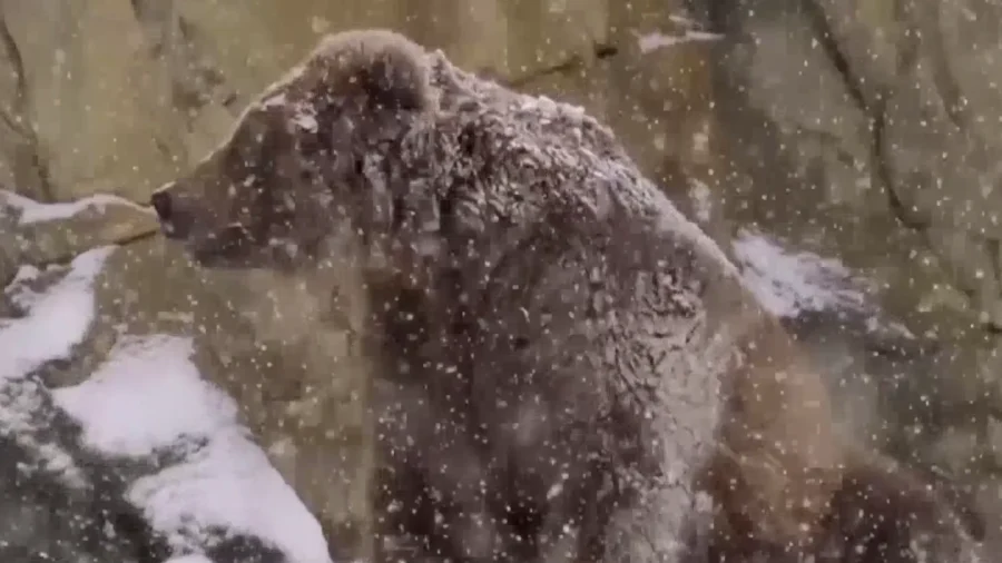 Chicago Zoo Animals Play in Winter Wonderland