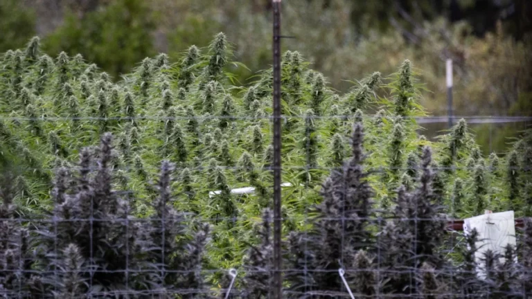 Trump Says He’s Considering an Executive Order to Reclassify Marijuana