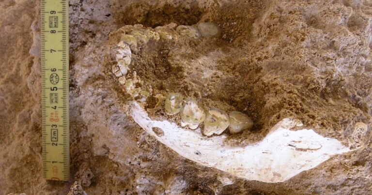 Fossils found in cave shed light on where our species emerged, traced to when Earth’s magnetic field flipped