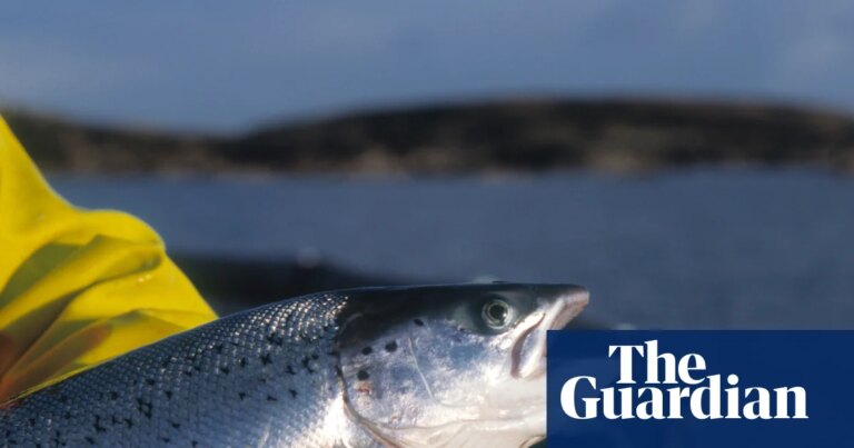 Organic salmon certifier forced to share findings amid claims consumers misled | Food