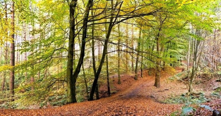 Teenagers forced to dig their own graves in forest during kidnapping | World | News