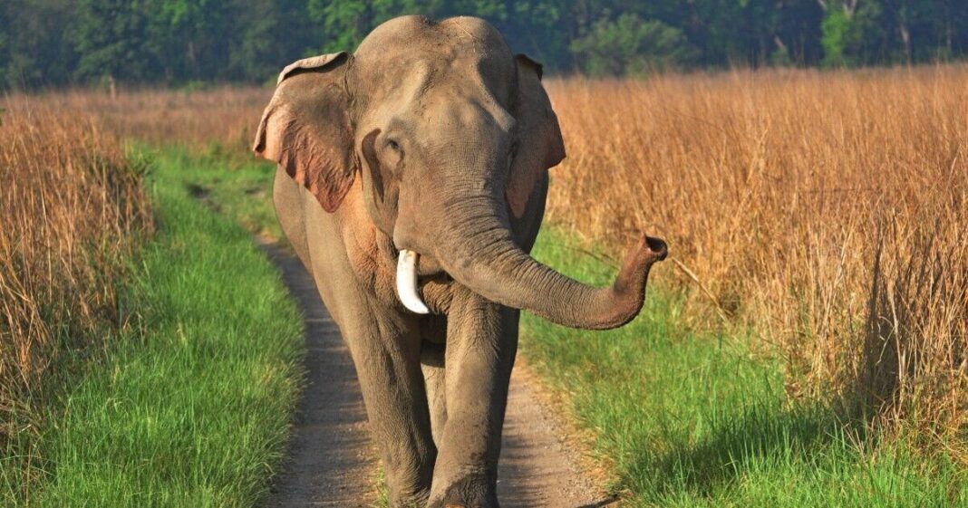 Killer elephant rampage leaves 22 people dead as authorities hunt for the animal | World | News