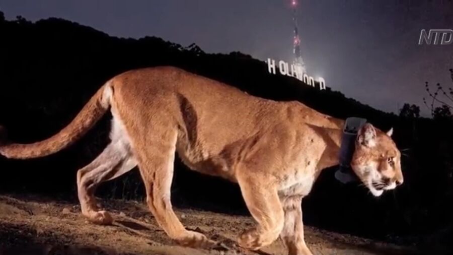 Woman Killed in Suspected Mountain Lion Attack During New Year’s Hike in Colorado