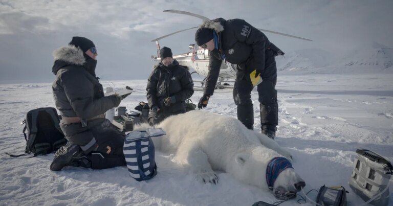 Scientists “quite surprised” to find one polar bear population thriving: “A fat bear is a healthy bear”