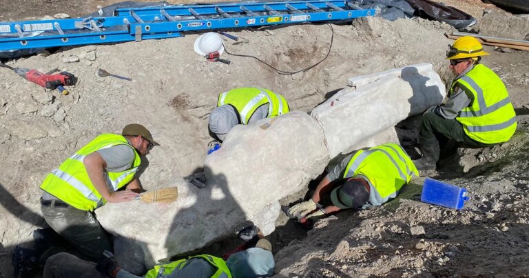 New fossils uncovered at Dinosaur National Monument, leading to first excavation there in a century