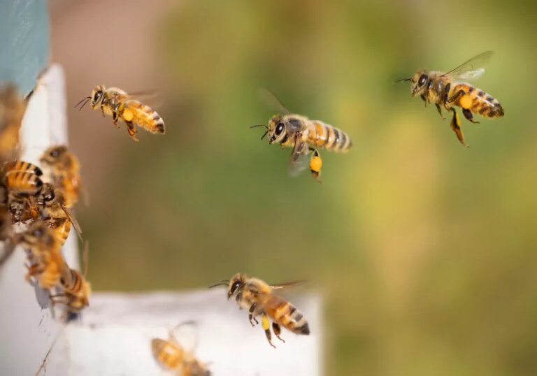 Small brains, big compute: Scientists want to build GPS chips that work like a honeybee's brain