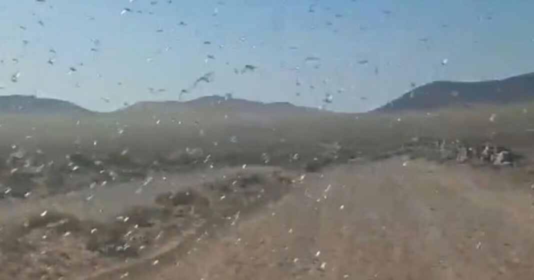 Canary Islands horror as swarms of giant insects descend – ‘Stay calm’ | World | News