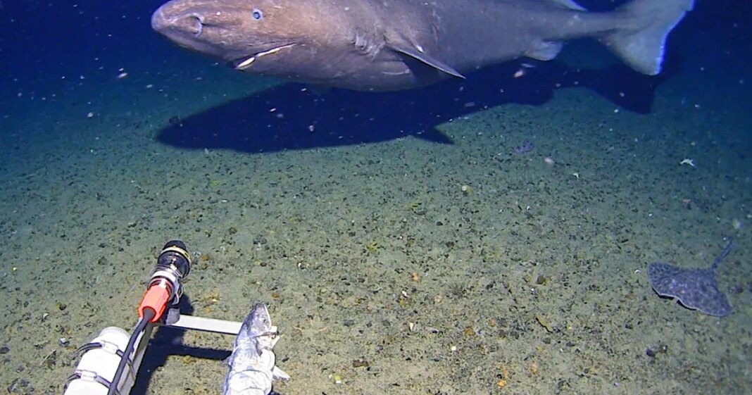 Researchers didn’t think there were sharks in Antarctica waters. Then one was caught on camera.