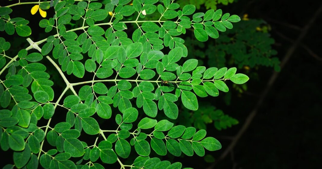 FDA investigating Salmonella outbreak connected to moringa powder