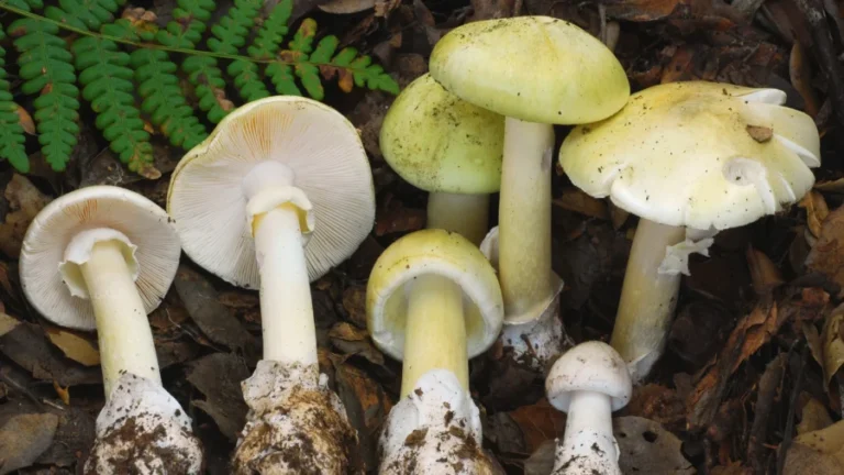 4 Dead, Dozens Hospitalized From Toxic Death Cap Mushrooms