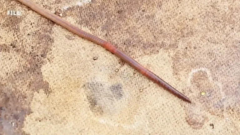 Lawyers: China Helped Dismiss Scientists’ Worm Smuggling Case