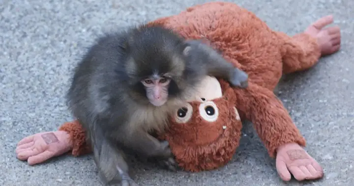 Abandoned baby monkey Punch dragged by older macaque in heartbreaking video – National