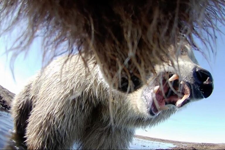 Collar Cams Offer a Bear’s Eye View Into the Lives of Grizzlies on Alaska’s Desolate North Slope
